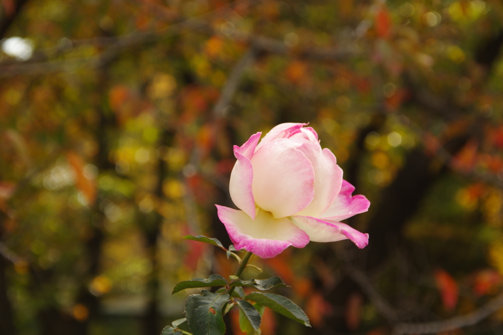 薔薇