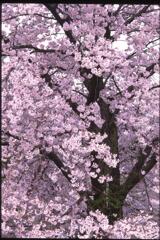 桜　２