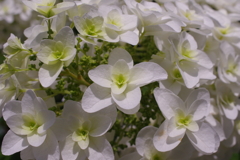 紫陽花