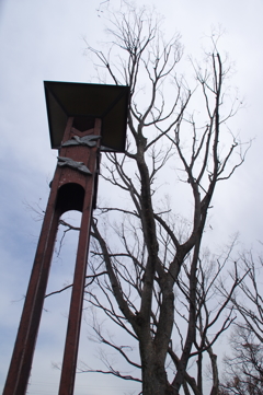 鳥の巣