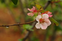 植物公園の草花　2017年4月（ボケ）