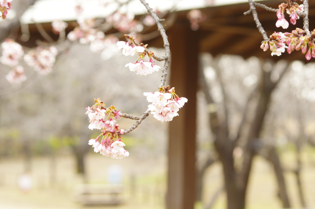 桜