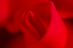 赤い情熱（薔薇）