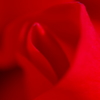 赤い情熱（薔薇）