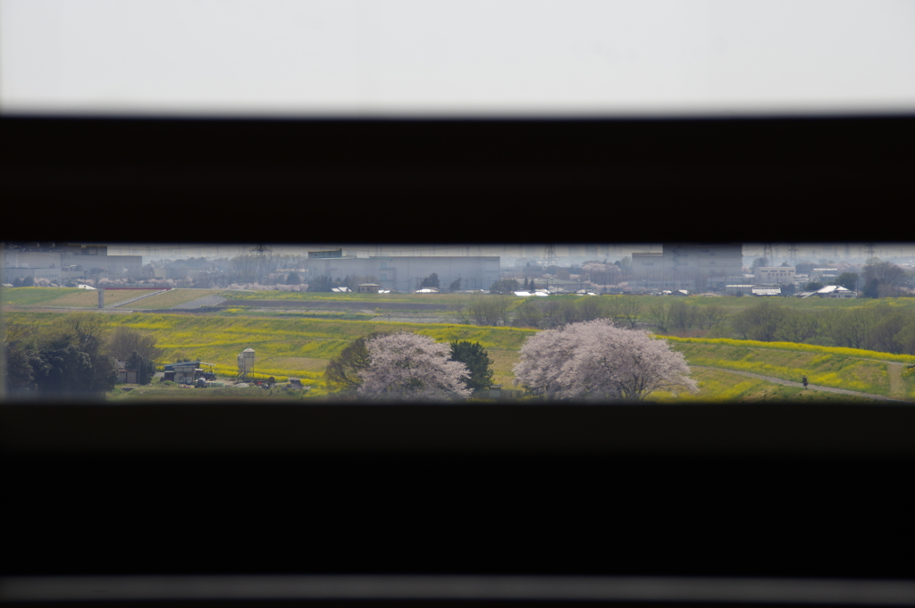 満開桜　２