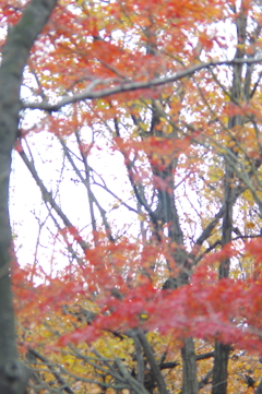 紅葉　2018年12月