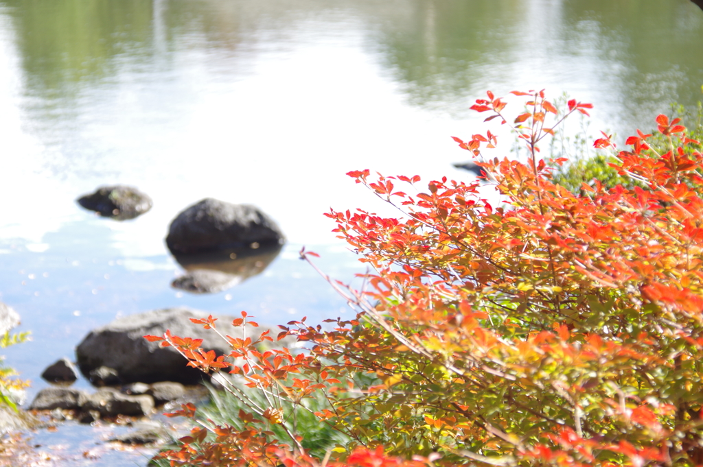 日本庭園の秋　３