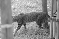 私は野良猫