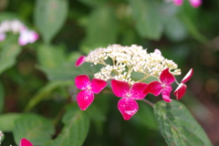 紫陽花2
