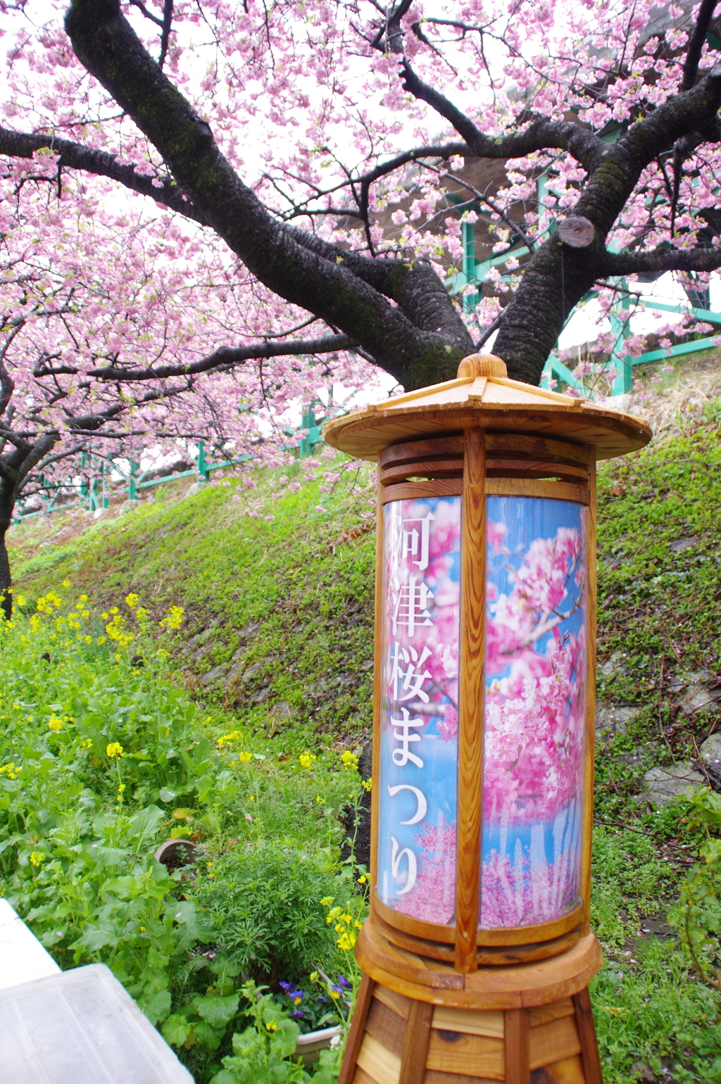 河津桜」まつり