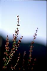 野の花　２００２，５，２６