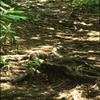 木の根が右往左往