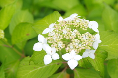 紫陽花　３
