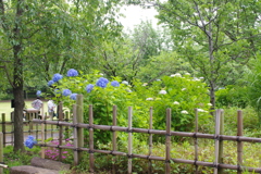 紫陽花　２