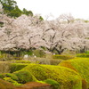 神代植物公園　2017年4月