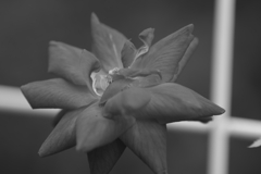 薔薇