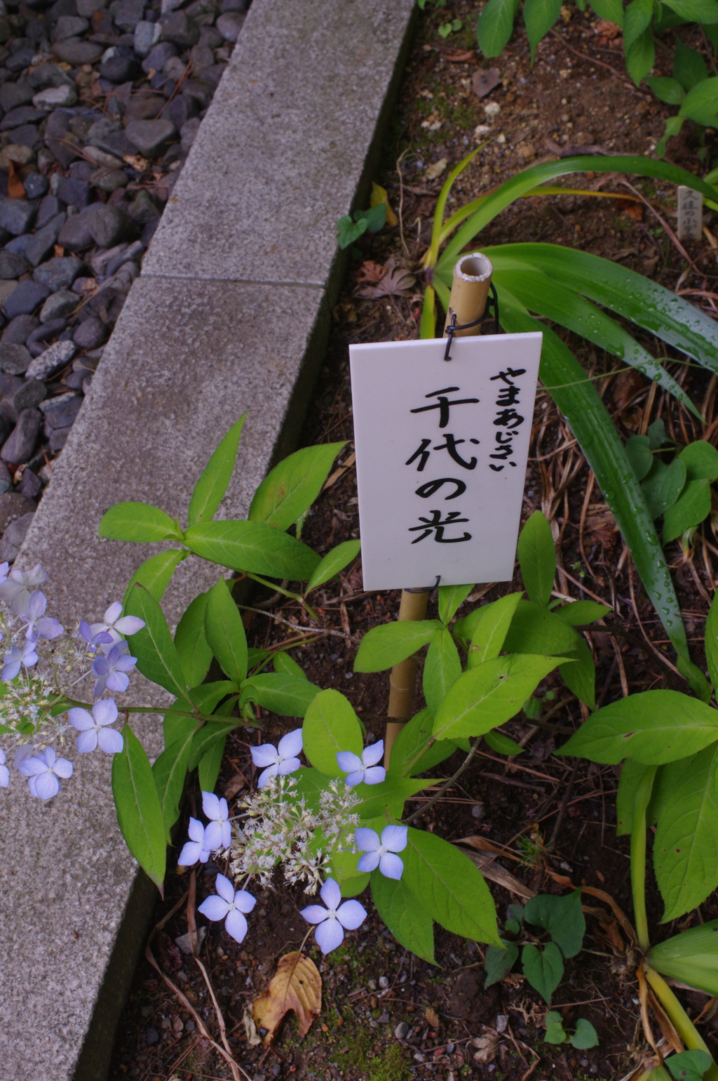 千代の光