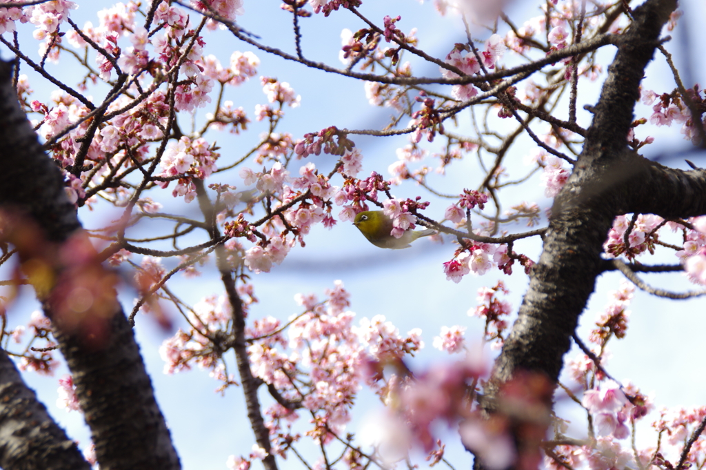 寒桜の中にメジロが