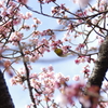 寒桜の中にメジロが