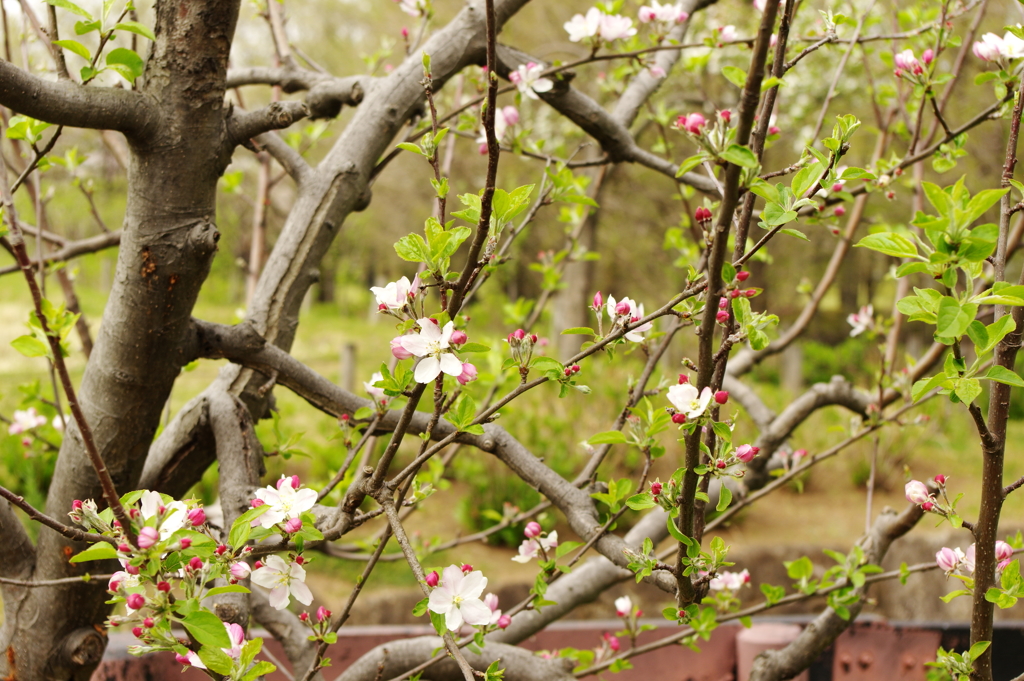 ハーブ園の花壇に咲く花
