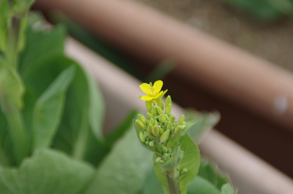 菜の花