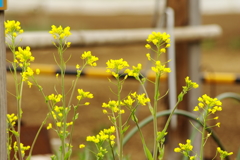 春の花