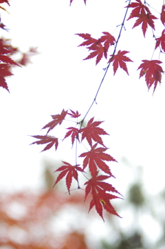 庭園内の紅葉