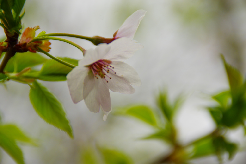 さくら　2917年4月　１１