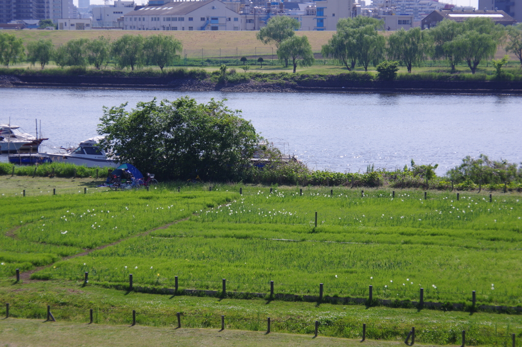 あれー河川敷のチューリップが？