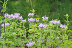 ハーブ園の花