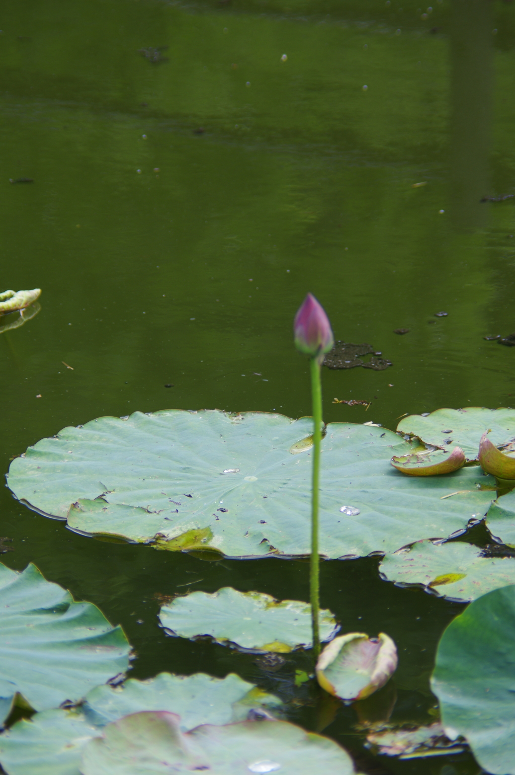 池の蕾