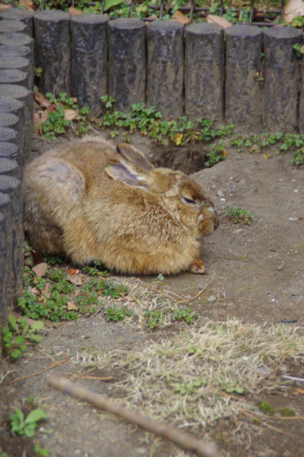 野うさぎ