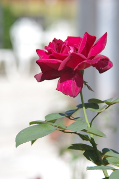 薔薇