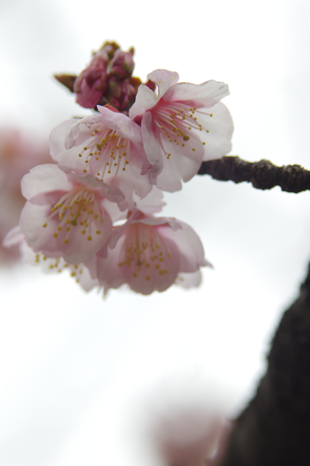 寒桜
