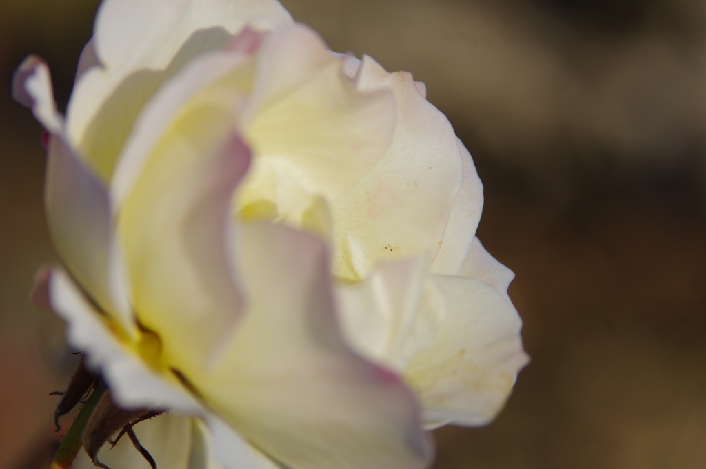 ばらであってバラでないばら