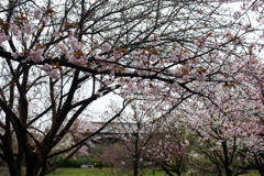 桜と長屋門