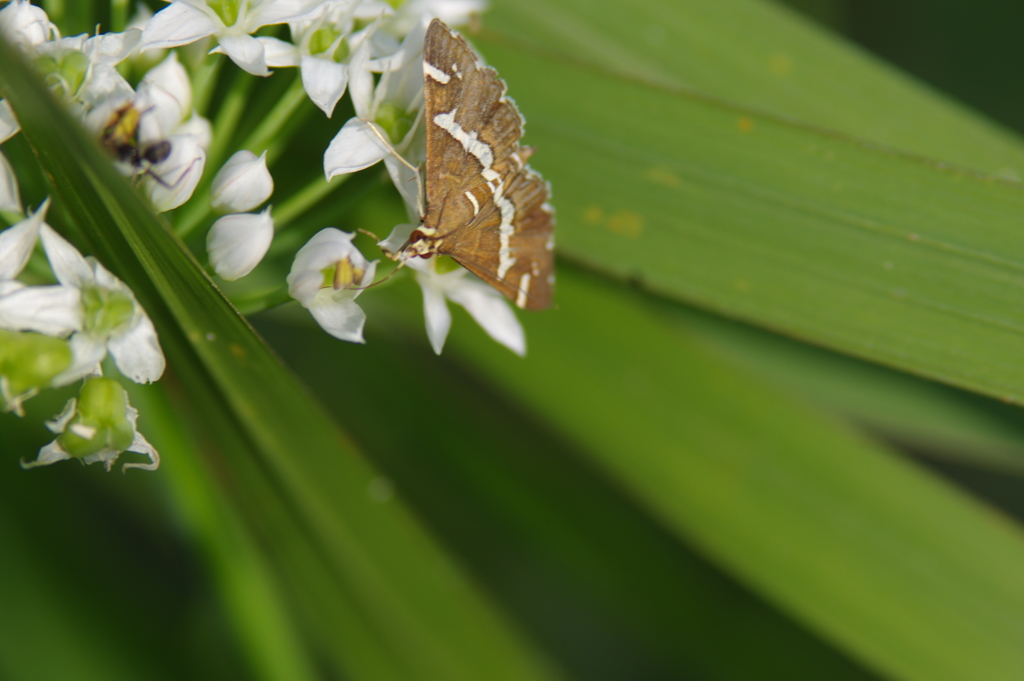 農業公園で見つけた昆虫