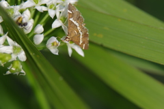 農業公園で見つけた昆虫
