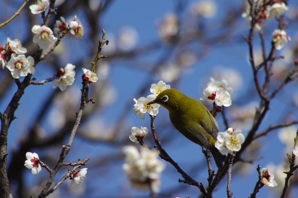 蜜を吸う