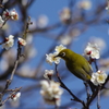 蜜を吸う