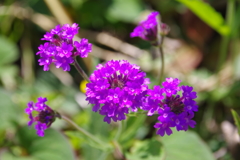 春の花　２