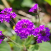 春の花　２