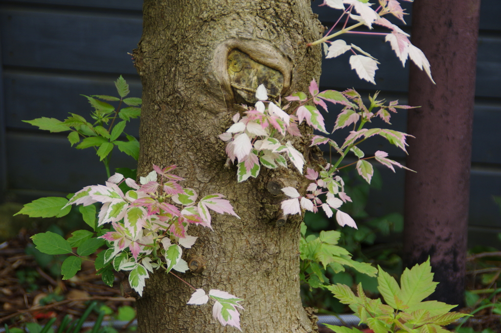 木の葉