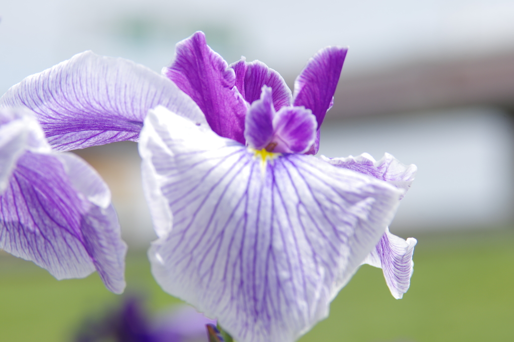 菖蒲　１１
