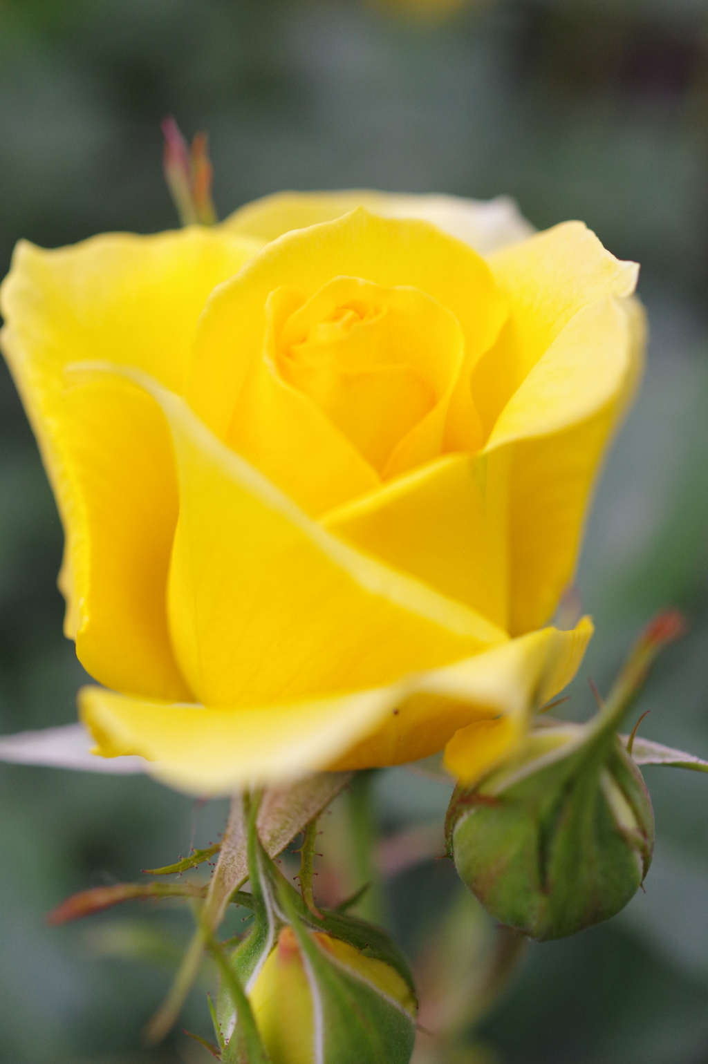 黄色い薔薇