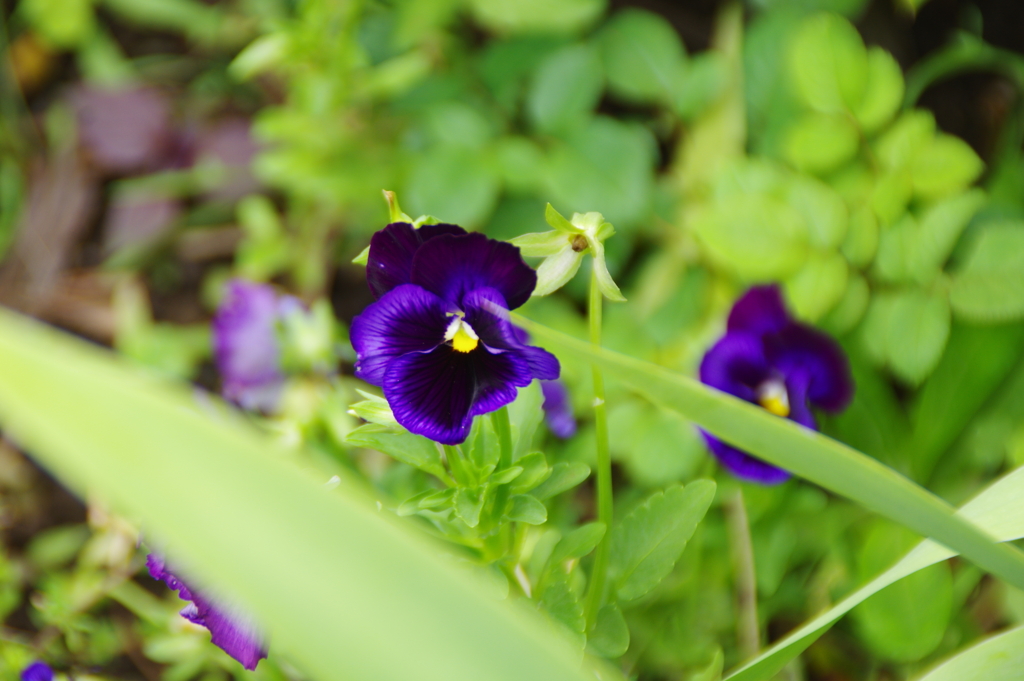 花３