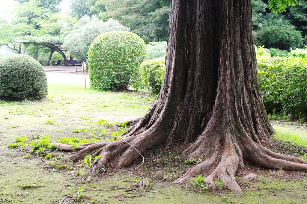 公園の風景