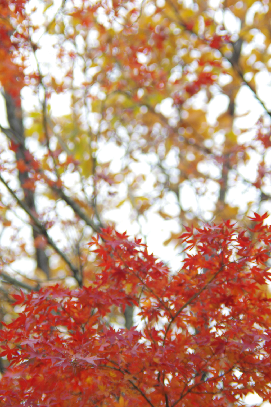 紅葉　３