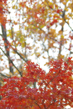 紅葉　３