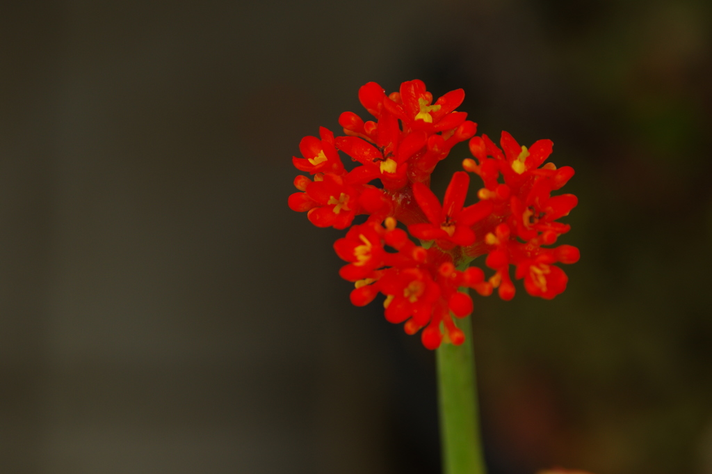 植物公園内温室の草花　１　2017年4月（ジャトロファボダグリカ）